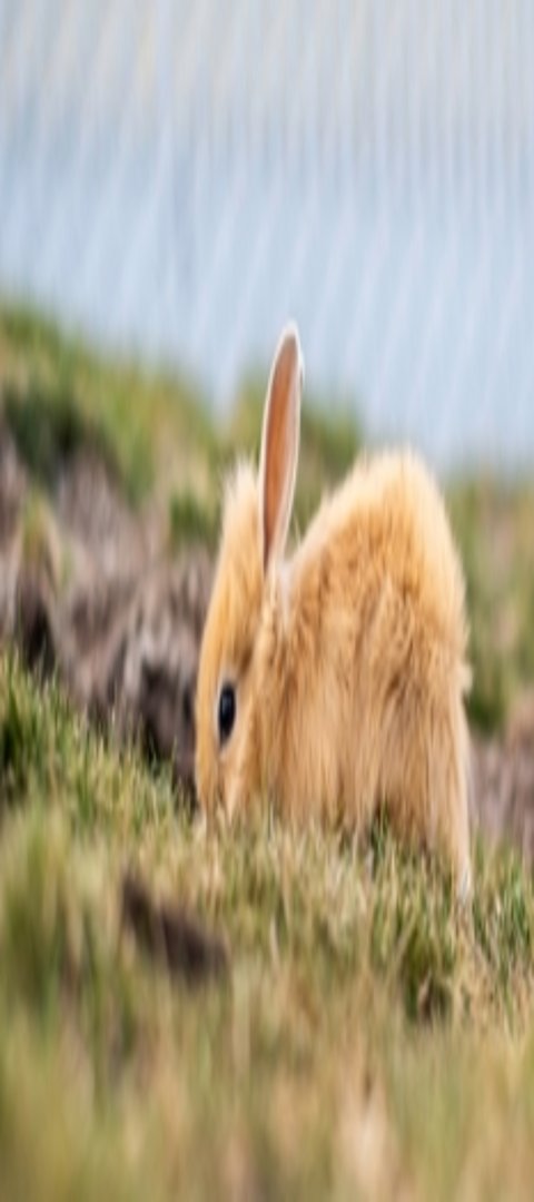 Außengehege Kaninchen Ein Kaninchen Outdoor
