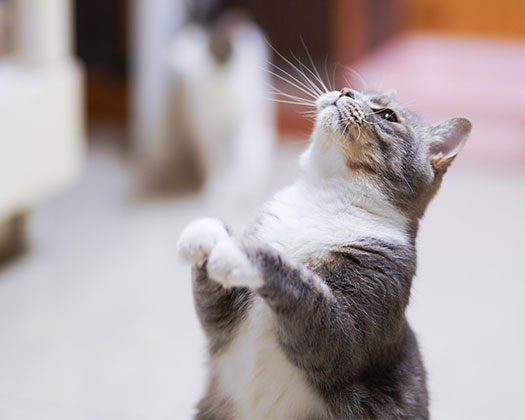 Clickertraining mit einer Katze